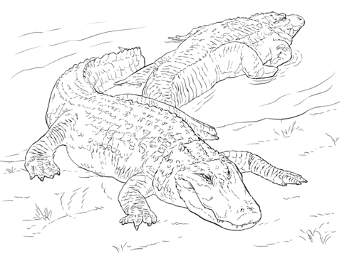 Two american alligators coloring book